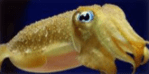Cuttlefish