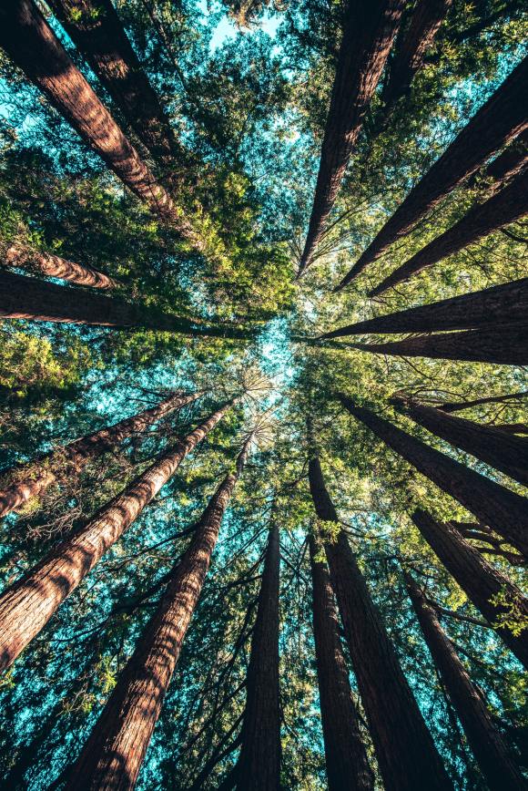 tree canopy with sky above