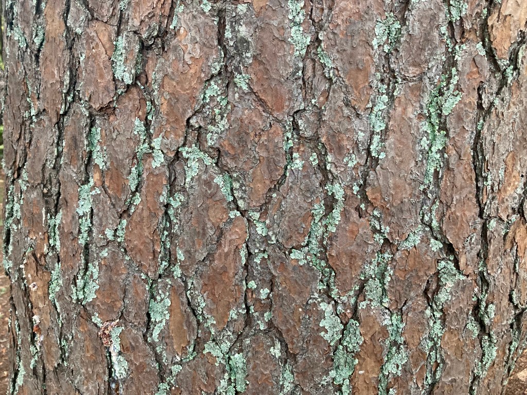Pine bark lined with green lichen
